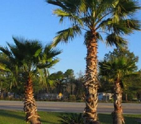 Oasis Lodge - Carrizo Springs 外观 照片